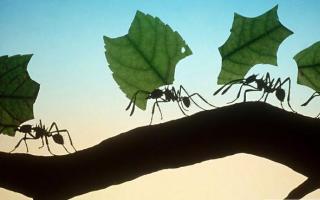 Что предвещает сон про муравейник